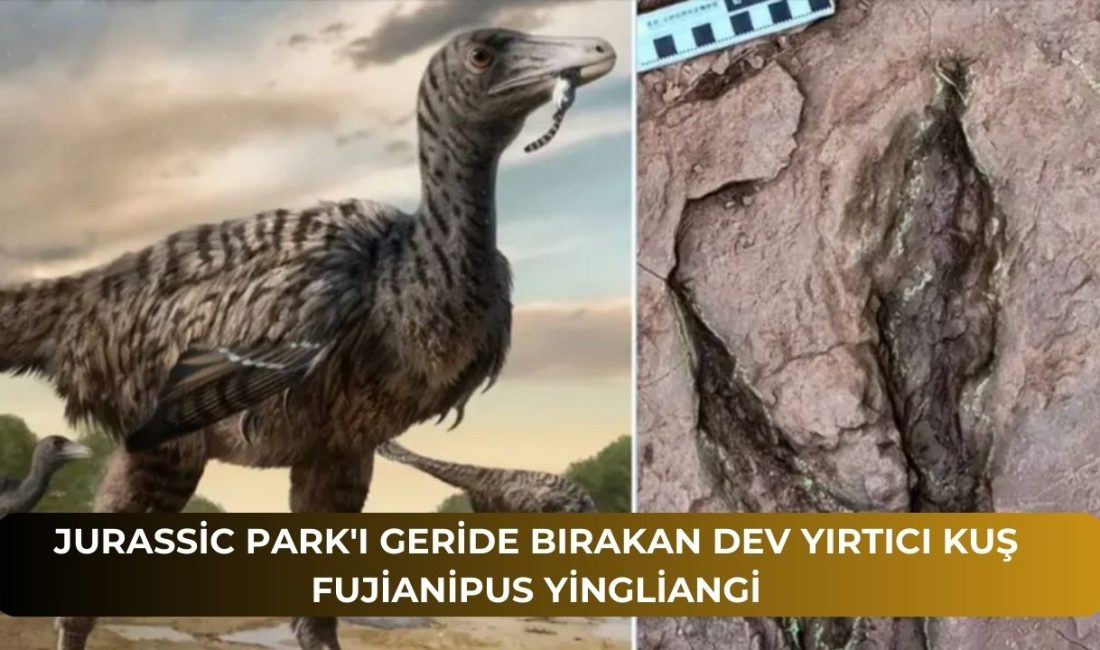 Jurassic Park’ı Geride Bırakan Dev Yırtıcı Kuş Fujianipus yingliangi