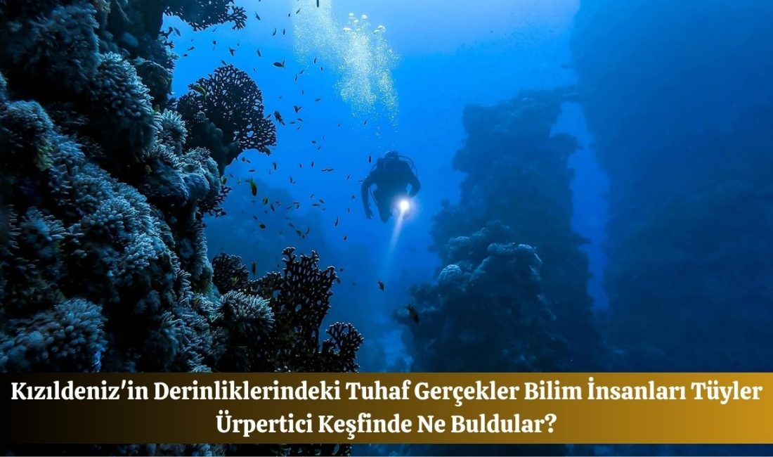 Kızıldeniz’i inceleyen bilim insanları,