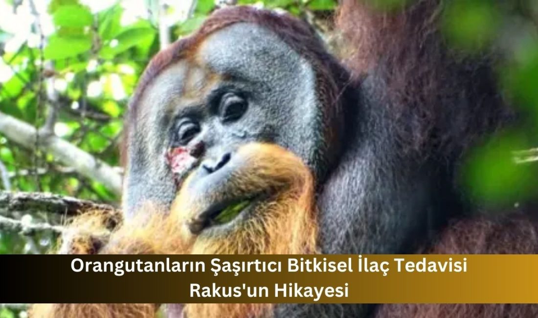 Orangutanların Şaşırtıcı Bitkisel İlaç Tedavisi Rakus’un Hikayesi